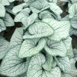 Brunnera wielkolistna 'Silver Heart' - Brunnera macrophylla 'Silver Heart'