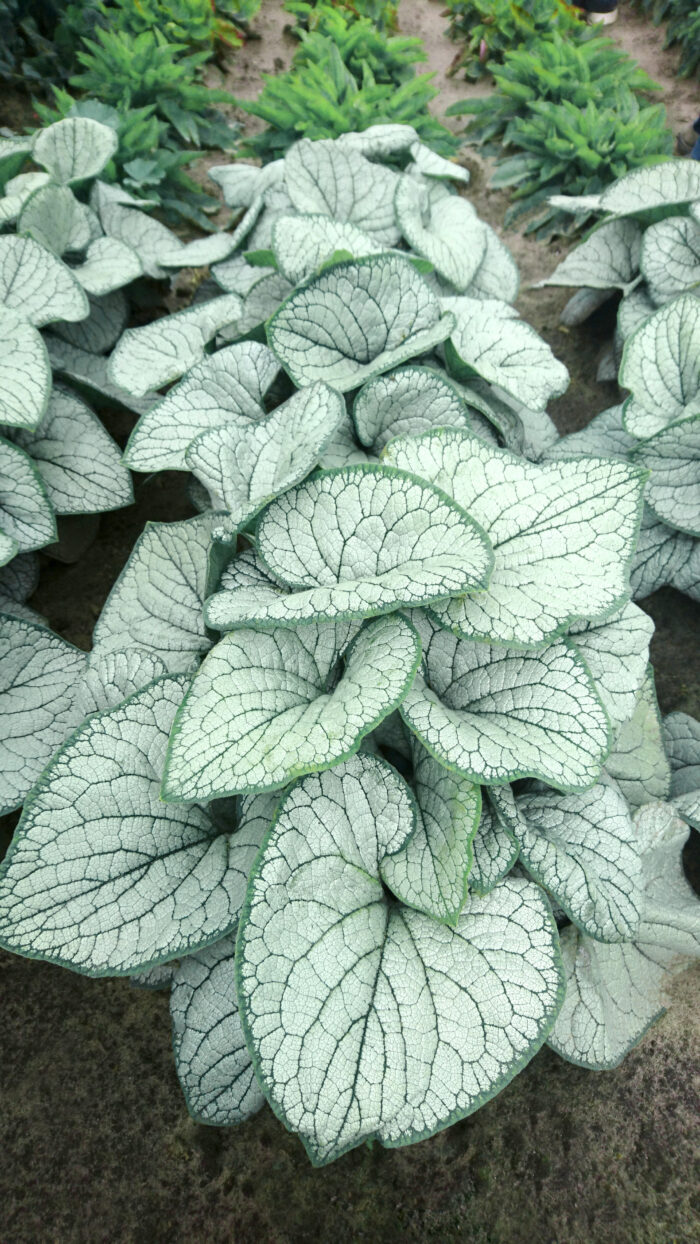Brunnera wielkolistna 'Silver Heart' - Brunnera macrophylla 'Silver Heart' - obrazek 1