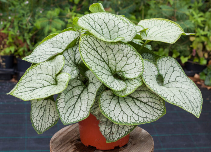 Brunnera wielkolistna 'Silver Heart' - Brunnera macrophylla 'Silver Heart' - obrazek 2