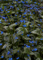 Brunnera wielkolistna 'Silver Heart' - Brunnera macrophylla 'Silver Heart' - obrazek 3