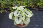 Brunnera wielkolistna 'Silver Heart' - Brunnera macrophylla 'Silver Heart' - obrazek 4