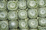 Rojnik ogrodowy 'Lacerta' 'Sirius' - Sempervivum hybridum 'Lacerta' 'Sirius'