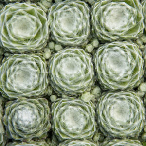 Rojnik ogrodowy 'Lacerta' 'Sirius' - Sempervivum hybridum 'Lacerta' 'Sirius'