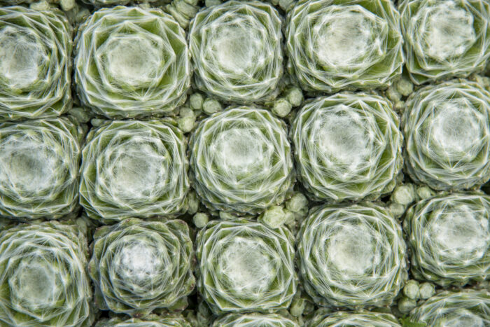 Rojnik ogrodowy 'Lacerta' 'Sirius' - Sempervivum hybridum 'Lacerta' 'Sirius' - obrazek 1