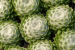 Rojnik ogrodowy 'Lacerta' 'Sirius' - Sempervivum hybridum 'Lacerta' 'Sirius' - obrazek 2