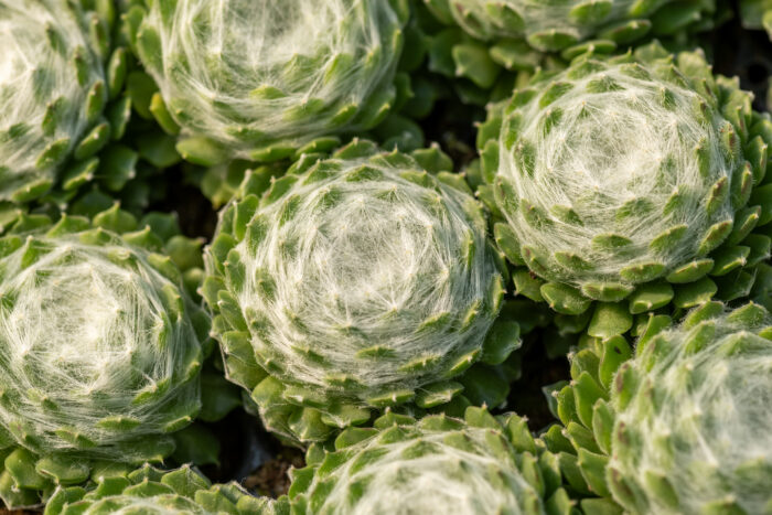 Rojnik ogrodowy 'Lacerta' 'Sirius' - Sempervivum hybridum 'Lacerta' 'Sirius' - obrazek 2