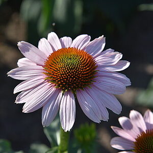 Jeżówka purpurowa 'Pink Skipper' - Echinacea purpurea 'Pink Skipper'