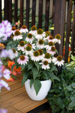 Jeżówka purpurowa 'Pink Skipper' - Echinacea purpurea 'Pink Skipper' - obrazek 2