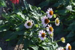 Jeżówka purpurowa 'Pink Skipper' - Echinacea purpurea 'Pink Skipper' - obrazek 3