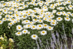 Złocień wielki 'Snow Cap' - Leucanthemum x superbum 'Snow Cap'