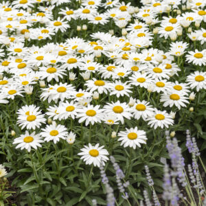 Złocień wielki 'Snow Cap' - Leucanthemum x superbum 'Snow Cap'