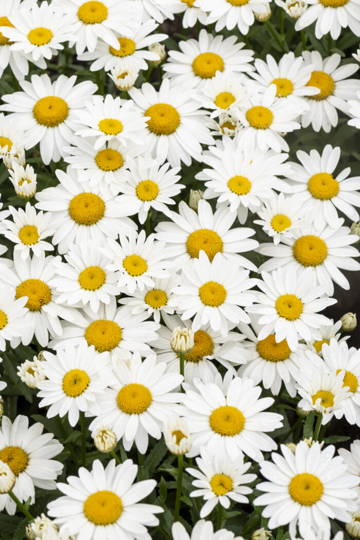 Złocień wielki 'Snow Cap' - Leucanthemum x superbum 'Snow Cap' - obrazek 2