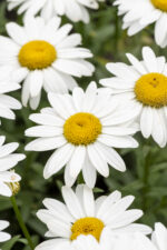 Złocień wielki 'Snow Cap' - Leucanthemum x superbum 'Snow Cap' - obrazek 3