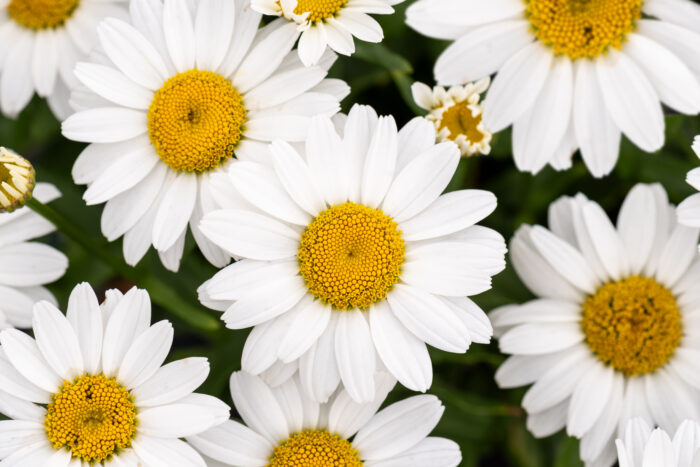 Złocień wielki 'Snow Cap' - Leucanthemum x superbum 'Snow Cap' - obrazek 4