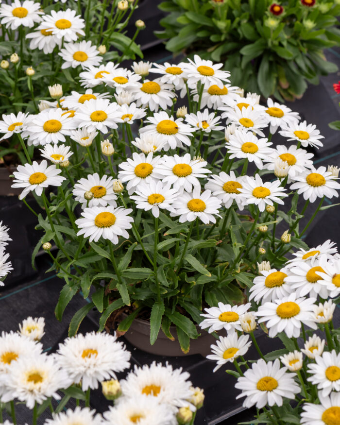 Złocień wielki 'Snow Cap' - Leucanthemum x superbum 'Snow Cap' - obrazek 5