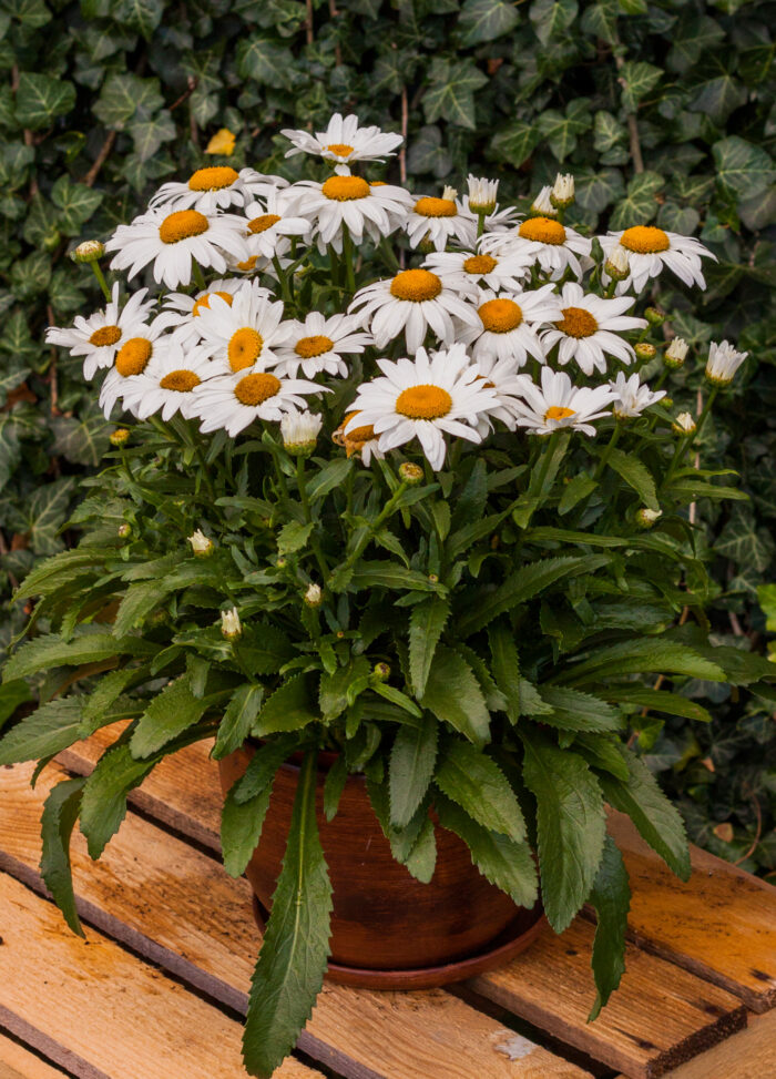 Złocień wielki 'Snow Cap' - Leucanthemum x superbum 'Snow Cap' - obrazek 6