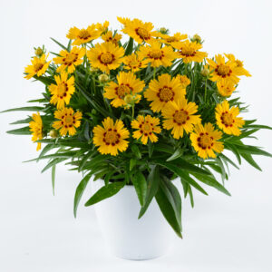 Nachyłek wielkokwiatowy 'Solanna Bright Touch'  - Coreopsis grandiflora 'Solanna Bright Touch'