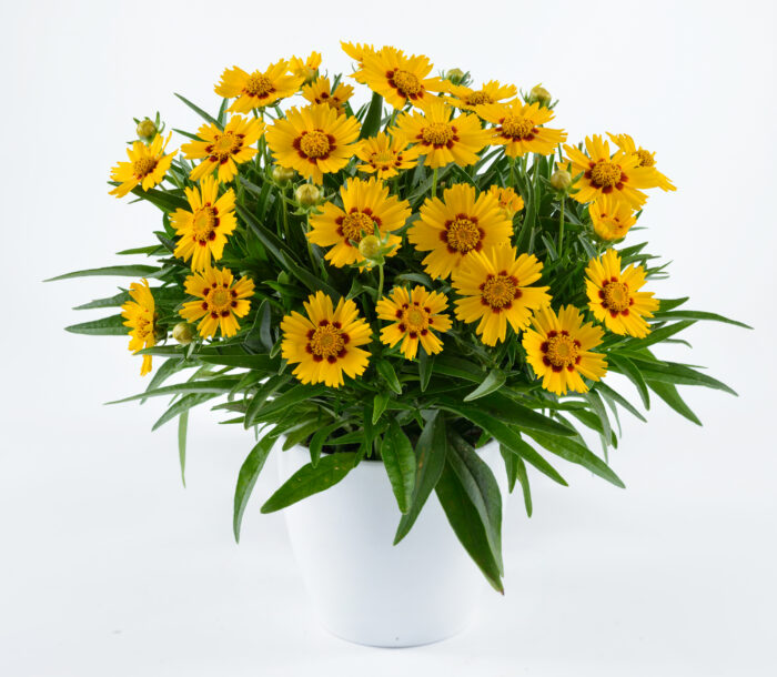 Nachyłek wielkokwiatowy 'Solanna Bright Touch'  - Coreopsis grandiflora 'Solanna Bright Touch' - obrazek 1