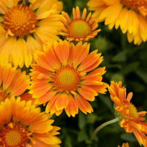 Gailardia 'SpinTopMango' - Gaillardia aristata 'SpinTopMango'