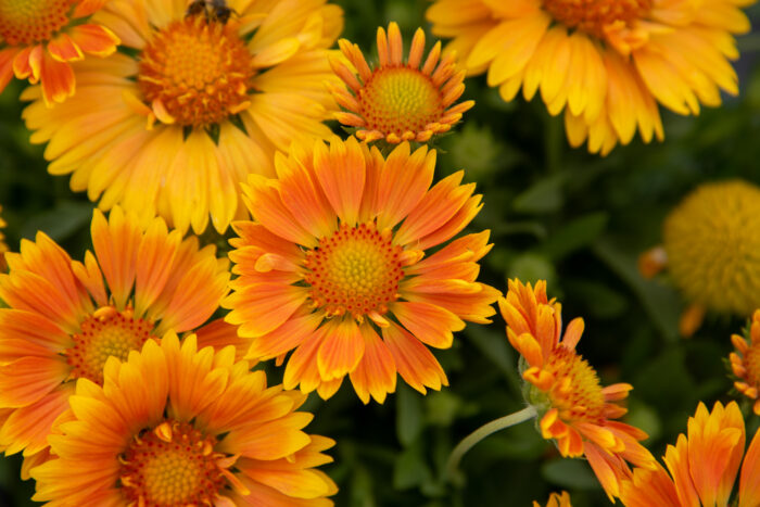 Gailardia 'SpinTopMango' - Gaillardia aristata 'SpinTopMango' - obrazek 1