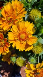 Gailardia 'SpinTopMango' - Gaillardia aristata 'SpinTopMango' - obrazek 2