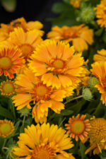 Gailardia 'SpinTopMango' - Gaillardia aristata 'SpinTopMango' - obrazek 3
