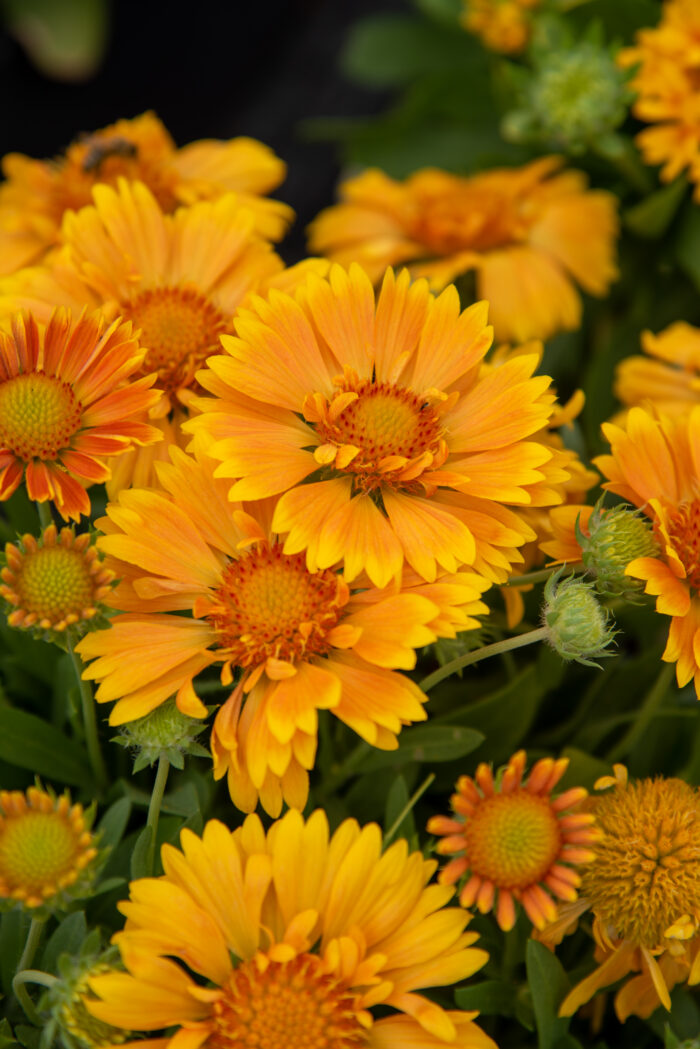Gailardia 'SpinTopMango' - Gaillardia aristata 'SpinTopMango' - obrazek 3