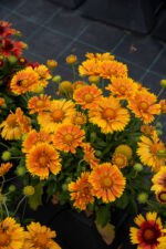 Gailardia 'SpinTopMango' - Gaillardia aristata 'SpinTopMango' - obrazek 4