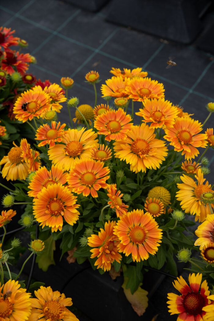 Gailardia 'SpinTopMango' - Gaillardia aristata 'SpinTopMango' - obrazek 4