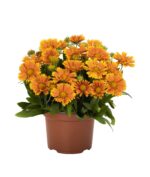 Gailardia 'SpinTopMango' - Gaillardia aristata 'SpinTopMango' - obrazek 5