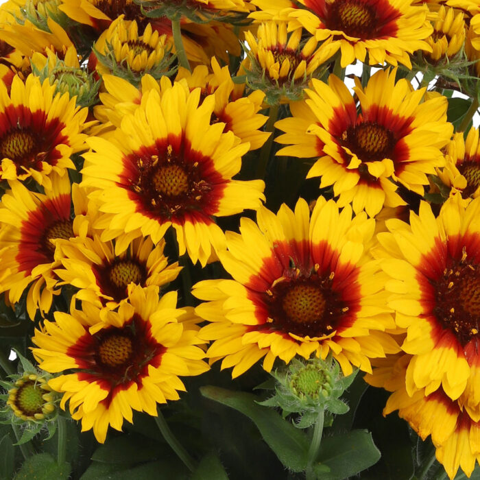 Gailardia 'SpinTop Red Starbust' - Gaillardia aristata 'SpinTop Red Starbust' - obrazek 1