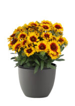 Gailardia 'SpinTop Red Starbust' - Gaillardia aristata 'SpinTop Red Starbust' - obrazek 2