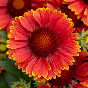 Gailardia 'SpinTop Yellow Touch' - Gaillardia aristata 'SpinTop Yellow Touch'