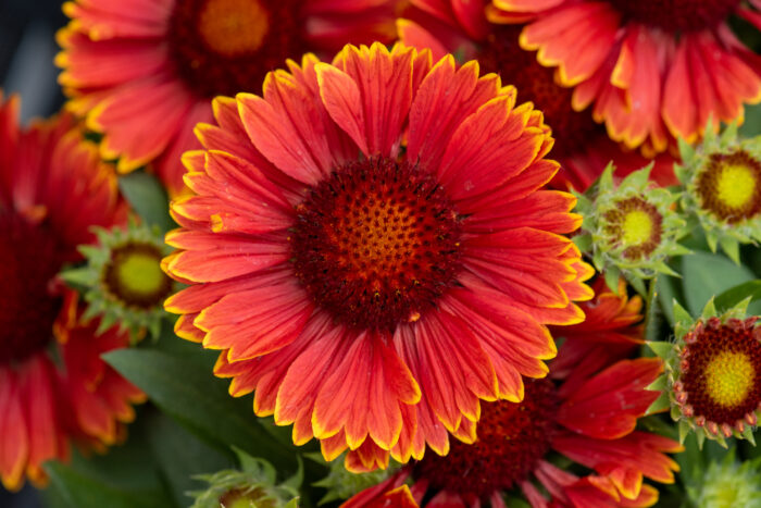 Gailardia 'SpinTop Yellow Touch' - Gaillardia aristata 'SpinTop Yellow Touch' - obrazek 1