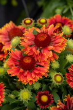 Gailardia 'SpinTop Yellow Touch' - Gaillardia aristata 'SpinTop Yellow Touch' - obrazek 2