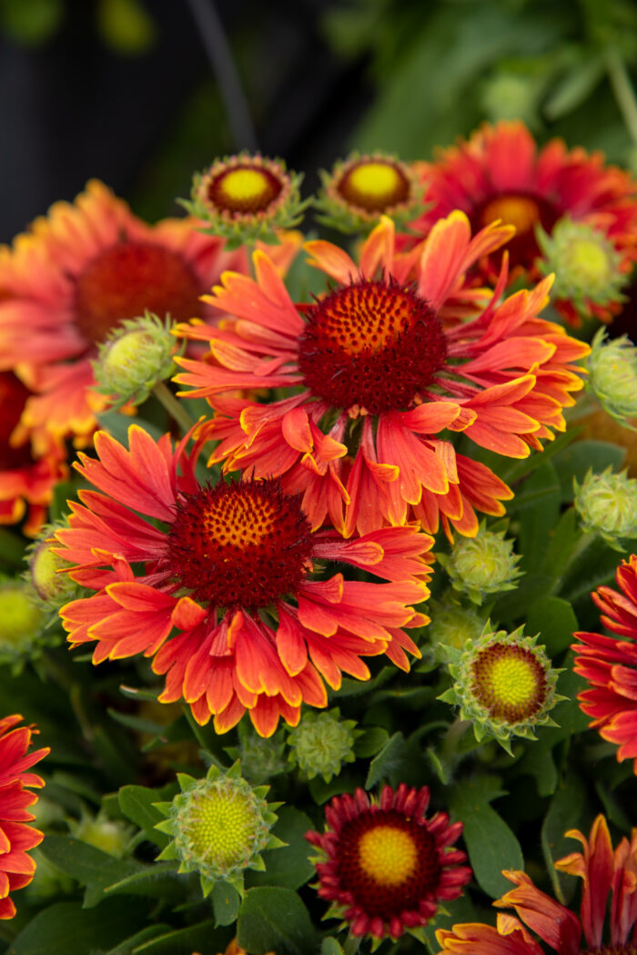 Gailardia 'SpinTop Yellow Touch' - Gaillardia aristata 'SpinTop Yellow Touch' - obrazek 2