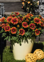 Gailardia 'SpinTop Yellow Touch' - Gaillardia aristata 'SpinTop Yellow Touch' - obrazek 3