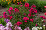 Floks wiechowaty 'Star Fire' - Phlox paniculata 'Star Fire'