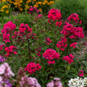 Floks wiechowaty 'Star Fire' - Phlox paniculata 'Star Fire'
