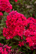 Floks wiechowaty 'Star Fire' - Phlox paniculata 'Star Fire' - Image 2