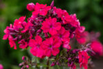 Floks wiechowaty 'Star Fire' - Phlox paniculata 'Star Fire' - Image 3
