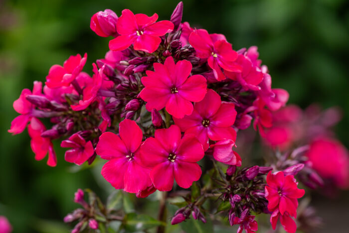 Floks wiechowaty 'Star Fire' - Phlox paniculata 'Star Fire' - Image 3