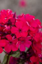 Floks wiechowaty 'Star Fire' - Phlox paniculata 'Star Fire' - Image 4