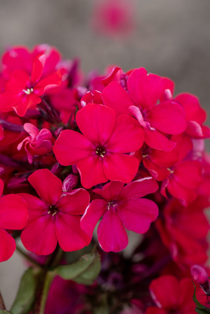 Floks wiechowaty 'Star Fire' - Phlox paniculata 'Star Fire' - Image 4