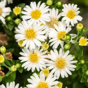 Aster żeniszkowaty 'Starshine' - Aster ageratoides 'Starshine'
