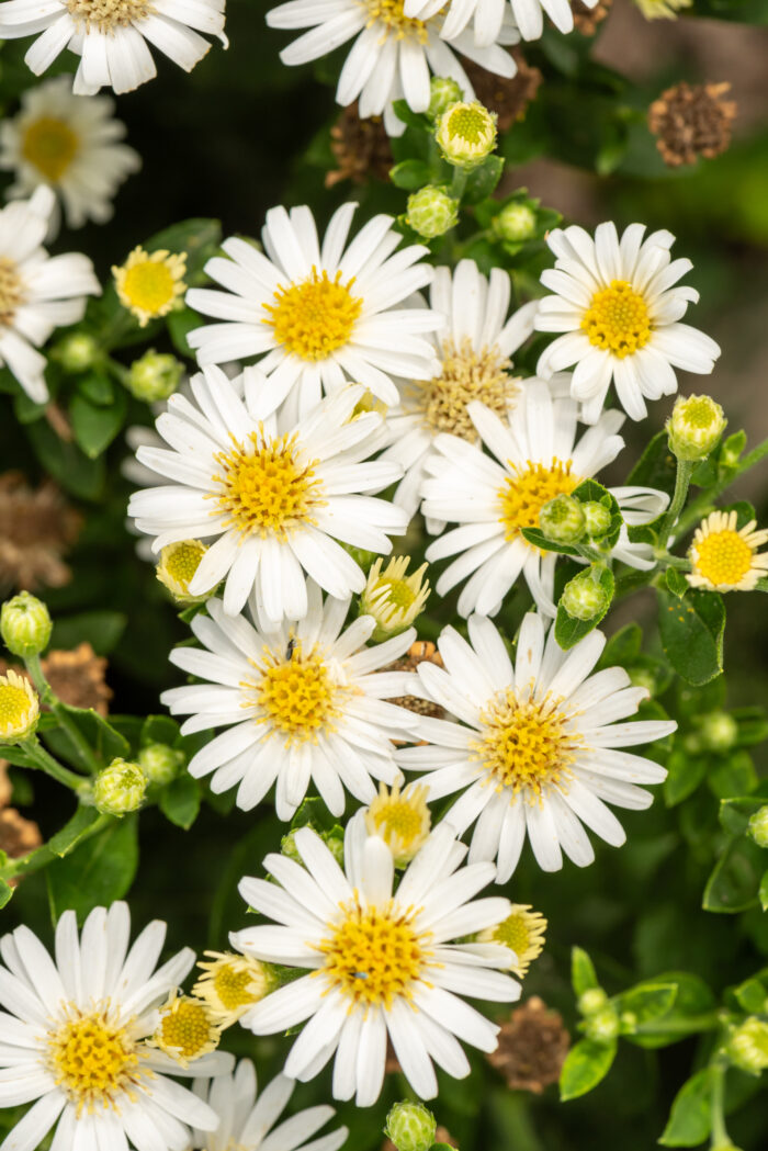 Aster żeniszkowaty 'Starshine' - Aster ageratoides 'Starshine' - obrazek 1