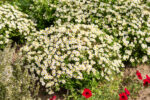 Aster żeniszkowaty 'Starshine' - Aster ageratoides 'Starshine' - obrazek 2
