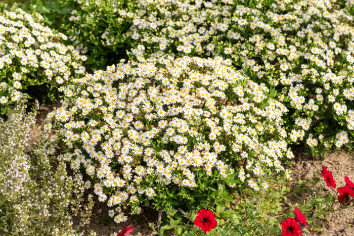 Aster żeniszkowaty 'Starshine' - Aster ageratoides 'Starshine' - obrazek 2
