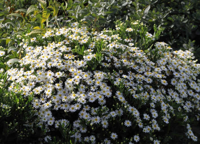 Aster żeniszkowaty 'Starshine' - Aster ageratoides 'Starshine' - obrazek 3