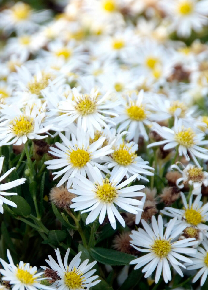 Aster żeniszkowaty 'Starshine' - Aster ageratoides 'Starshine' - obrazek 4
